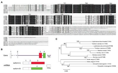 Two Splice Isoforms of Leptinotarsa Ecdysis Triggering Hormone Receptor Have Distinct Roles in Larva-Pupa Transition